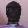 minou / dani profil fotoğrafı