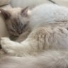 Pockycat's profile picture