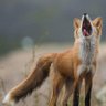 DaDirtyFox profil fotoğrafı