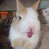 Profilbild von bunniopeia