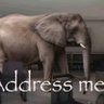 The Elephant's profile picture