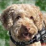 Kanwer's profile picture