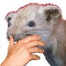 Profilbild von Ultima Ratio
