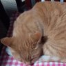 Фото профиля 河井誠🐾🛏️