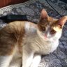 Чёрт рыжий. profil fotoğrafı