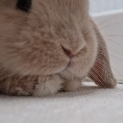 마롱's profile picture