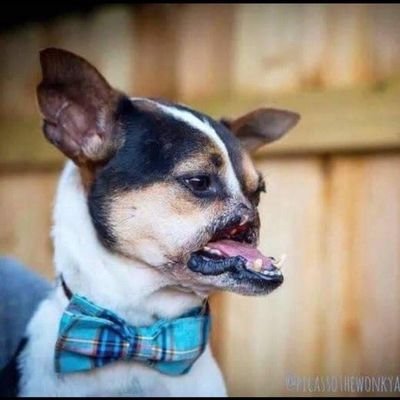 raph_su's profile picture