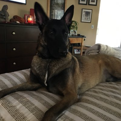 HereLiesBlueDog's profile picture