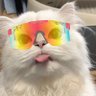 jihatw's profile picture