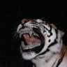 ๐Hot King BigTiger ๐ ็ๅคดๅ