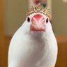 Фото профиля よっちぃ
