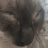 lululoem's profile picture