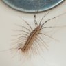 Profilbild von House Centipede