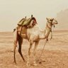 🇴🇲Nasser Alganbousi🇴🇲 profil fotoğrafı