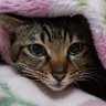 狛猫's profile picture