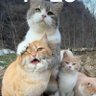 Miao profil fotoğrafı