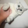 学徒阿肆's profile picture
