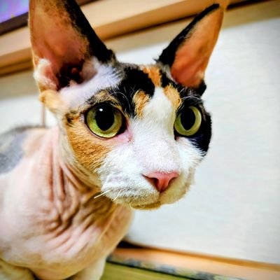 シトリン's profile picture