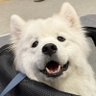 น้องจิ๋วหลิว ꉆꃔ profil fotoğrafı