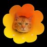 Profilbild von Simba Saekkiya