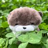 ぬいだん🇯🇵's profile picture