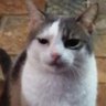 Profilbild von Pechugas Larú