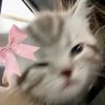 𝗦𝗣 สอพอ シ profil fotoğrafı