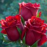 🌺 ابو عبادة هاتاي 🌺 profil fotoğrafı