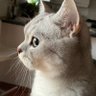 BroMouShi profil fotoğrafı