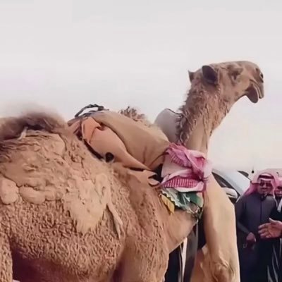 محمد السهلي's profile picture