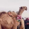 Фото профиля محمد السهلي
