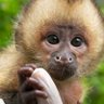 Macaco Prego 的头像