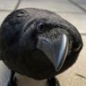 Bigdady's profile picture