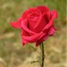 RoseCityRose profil fotoğrafı
