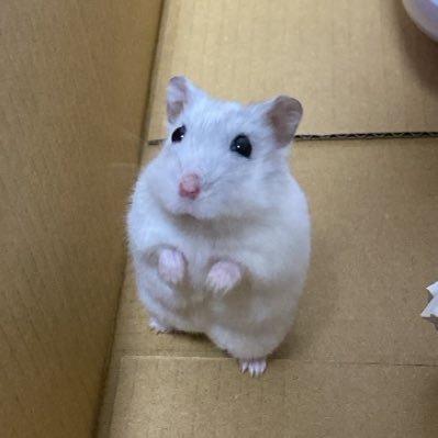 アテクシ's profile picture