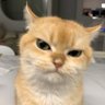 PhitsirinT's profile picture