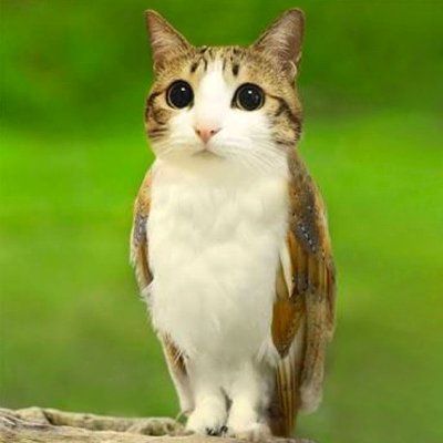 Meowl 🦉 🐱's profile picture