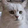 meowphedrone 🐍🔺 的头像