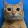 JOCO's profile picture