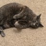 Crumpet profil fotoğrafı