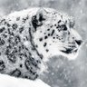 Snows of January 的头像