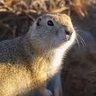 Gopher Gallantry (ad astra in alis caprarum)✨ profil fotoğrafı