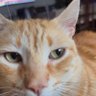 Profilbild von Erol
