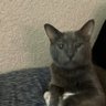 Tony Chos profil fotoğrafı