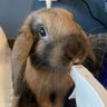 うさぎのチェン🐰's profile picture