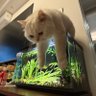 Profilbild von 反方向的Cat