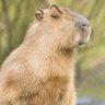Profilbild von Lt. Col. Capybara