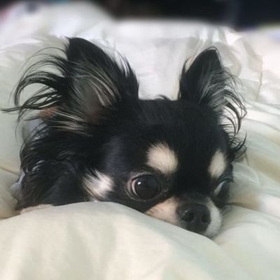 loverio0's profile picture
