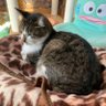 けん profil fotoğrafı