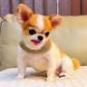 พ่อพ่อฟีฟ่า🐕 的头像